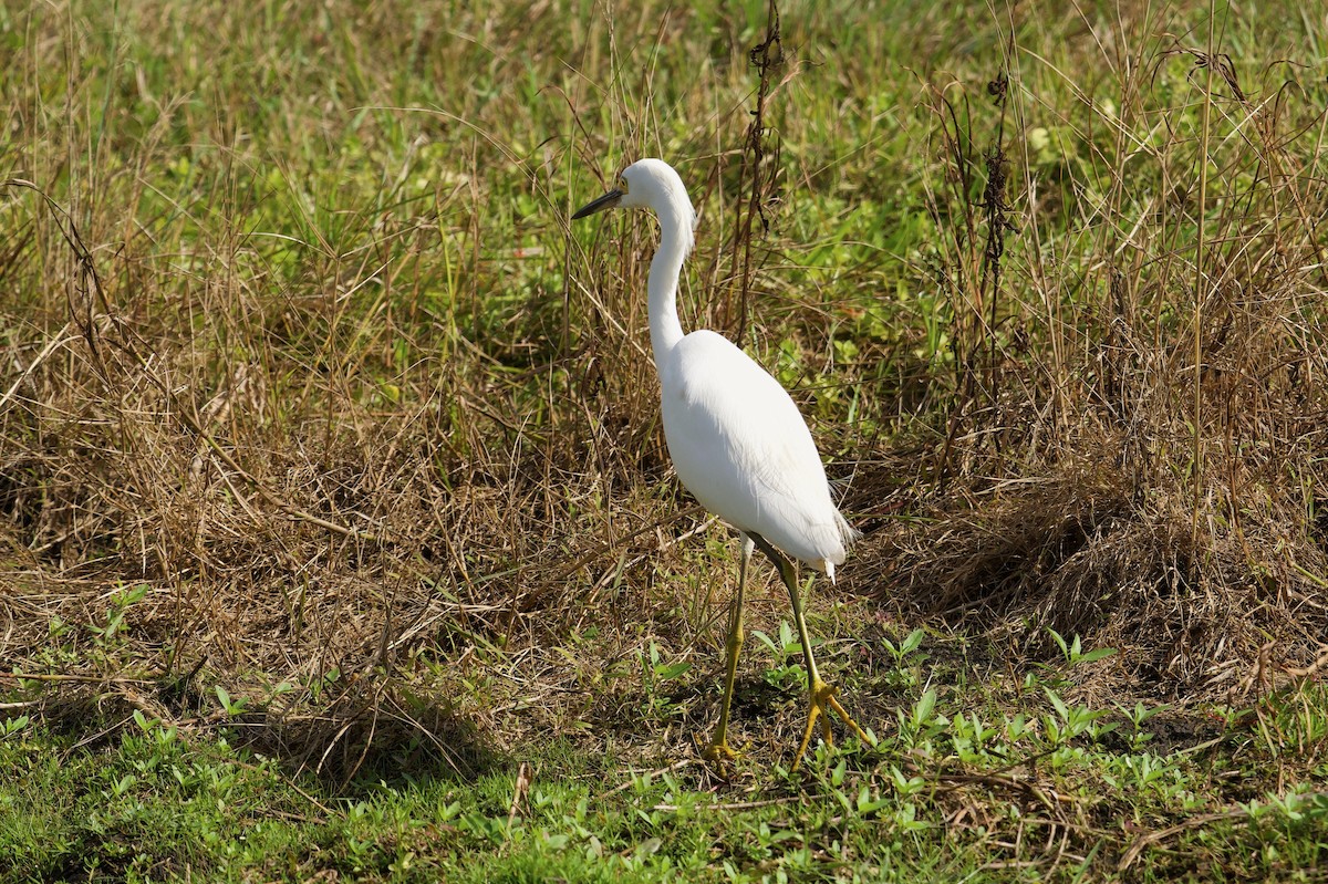 Снежная цапля - ML646577270