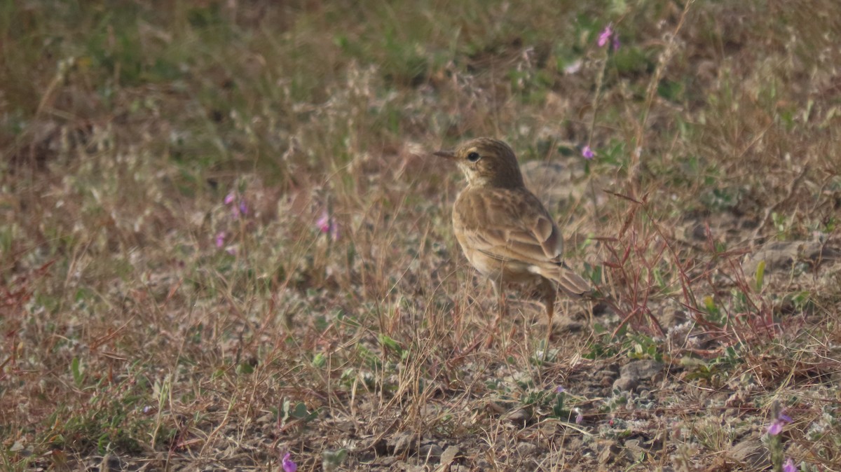 Рисовой конёк - ML646577273