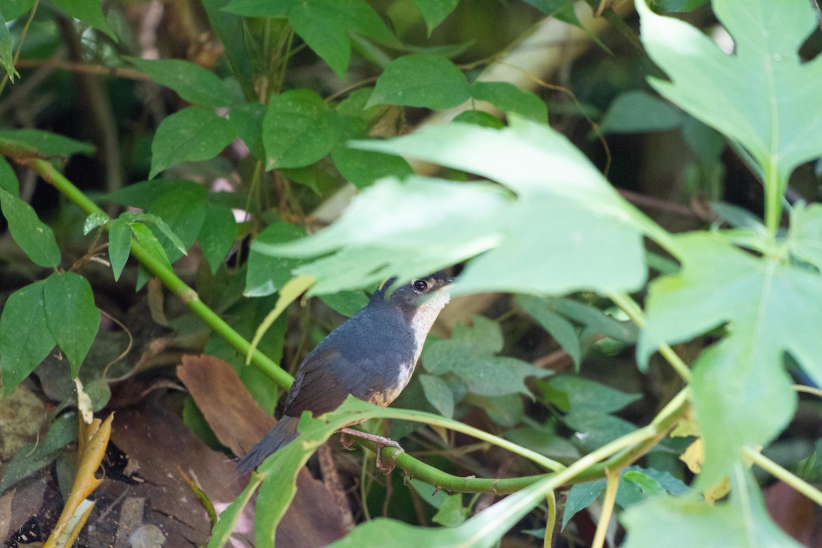 Белогрудый тапакуло - ML646577274