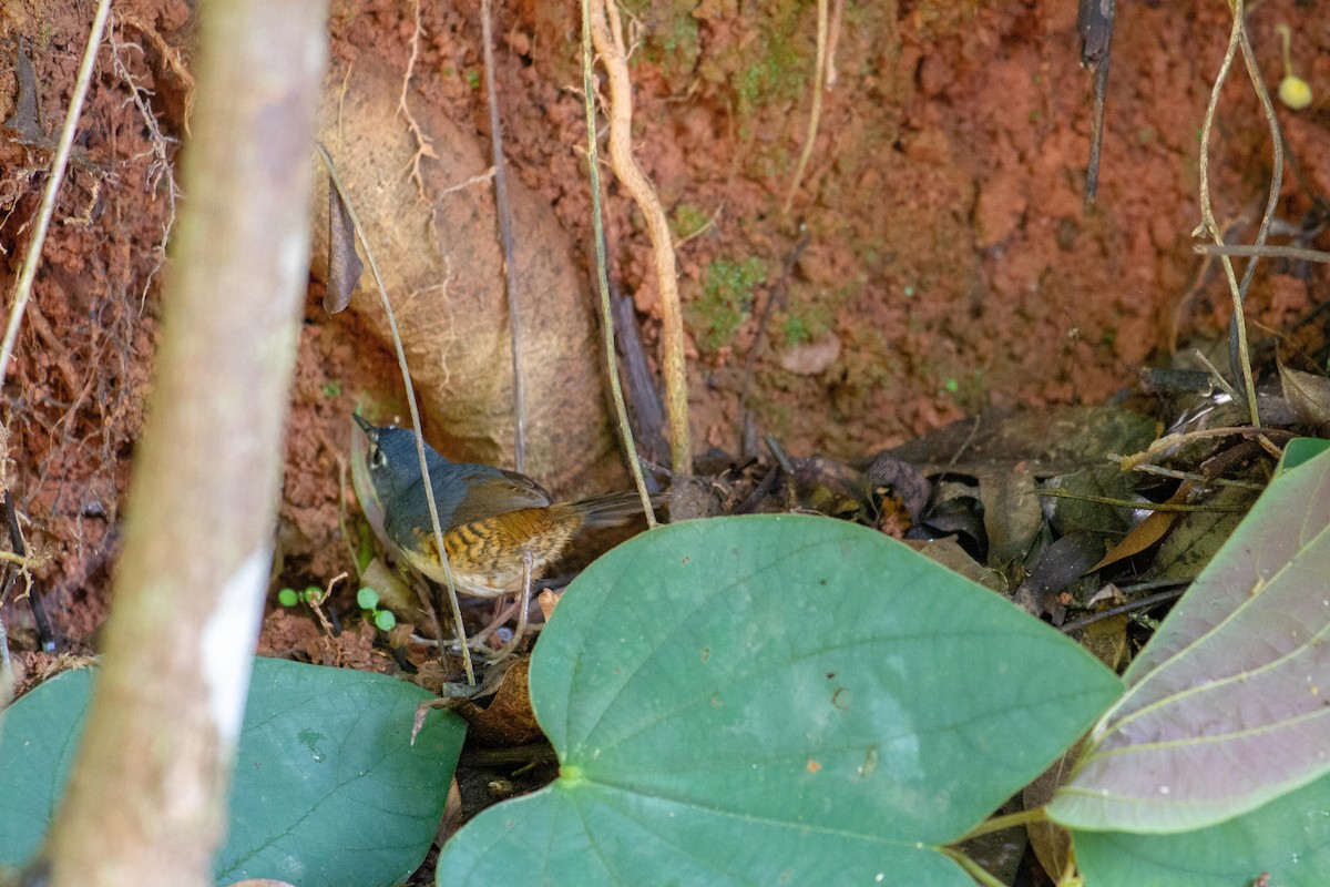 Белогрудый тапакуло - ML646577275