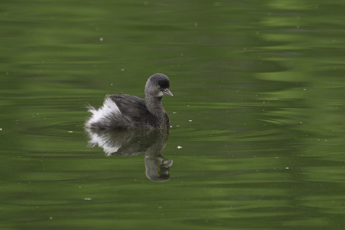 Южноамериканская поганка - ML646577277