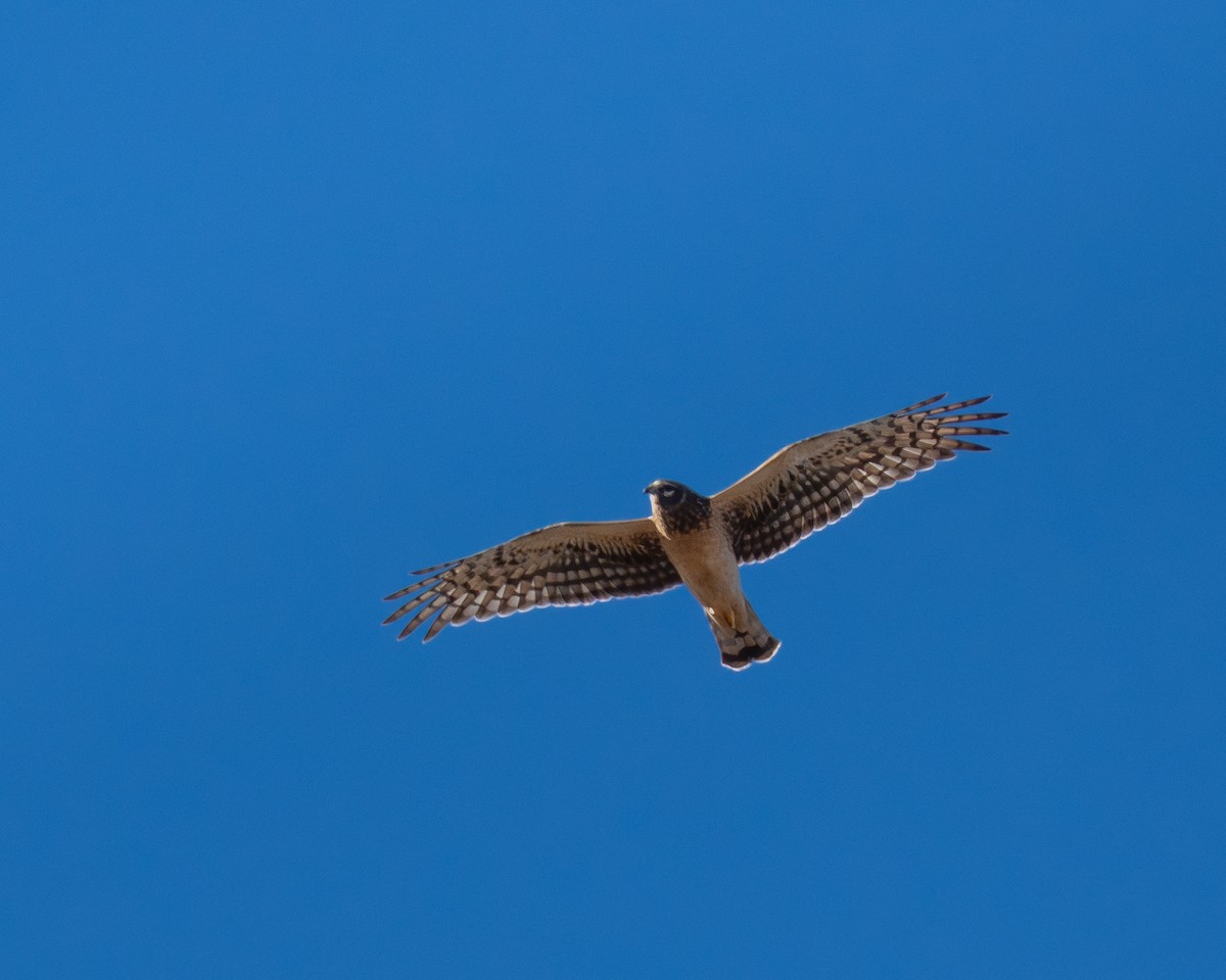 Northern Harrier - ML646577279