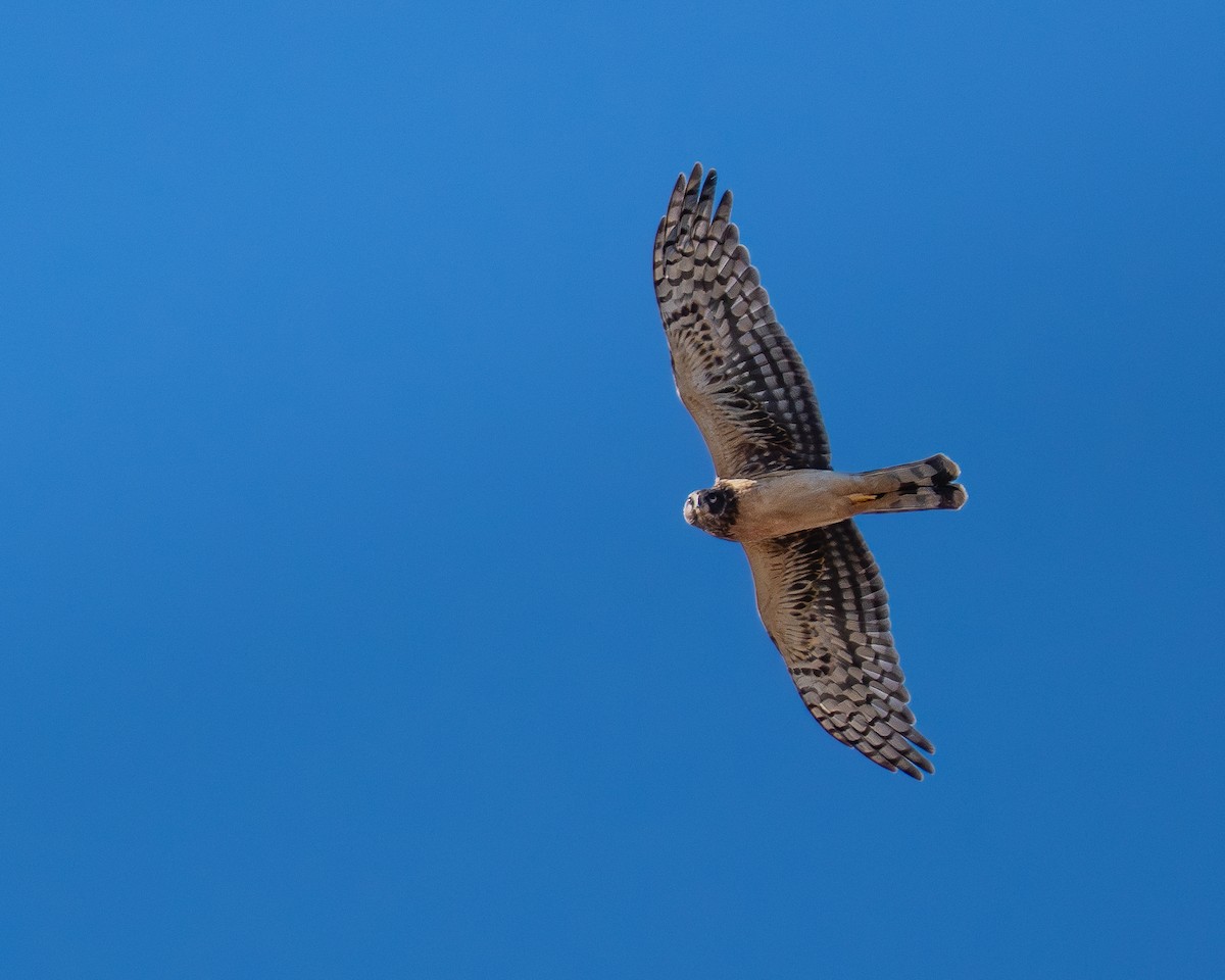 Northern Harrier - ML646577280