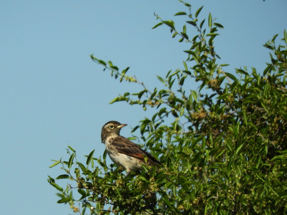 Spectacled Tyrant - ML646577283
