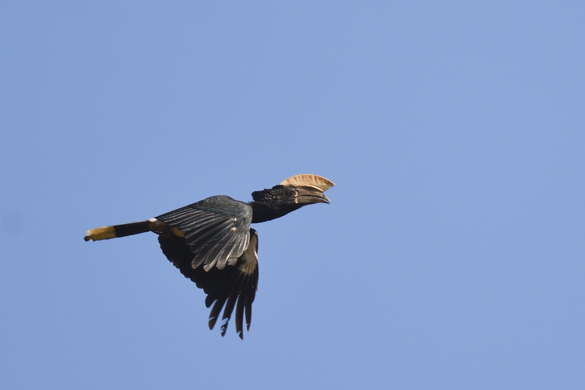 zoborožec šedolící - ML646577288