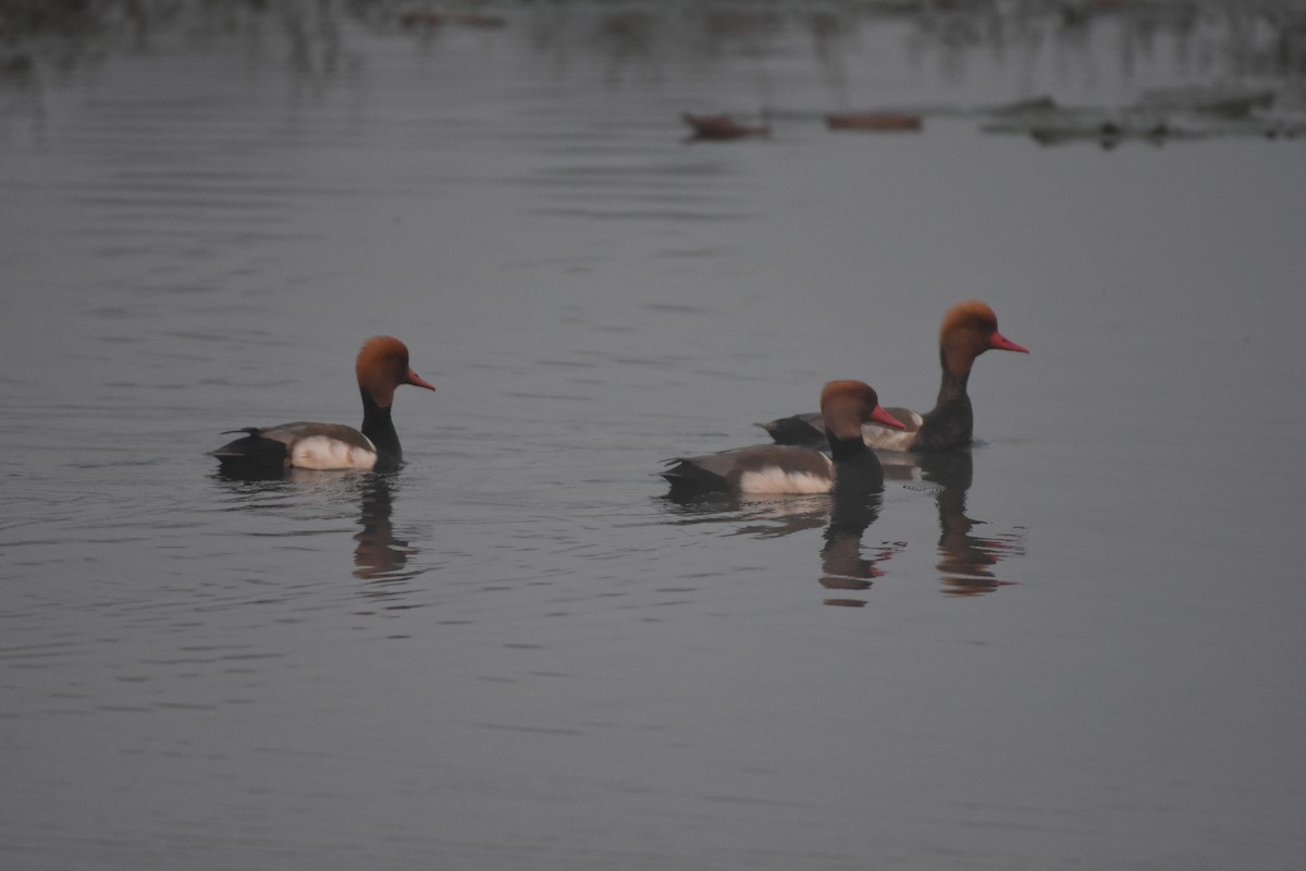 Pato Colorado - ML646577290