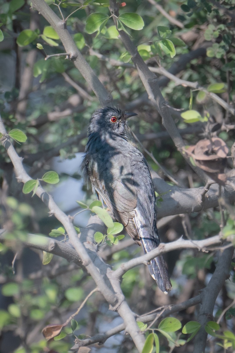 Graubauchkuckuck - ML646577291