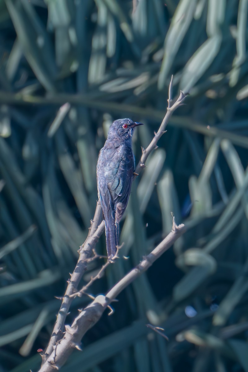 Graubauchkuckuck - ML646577305