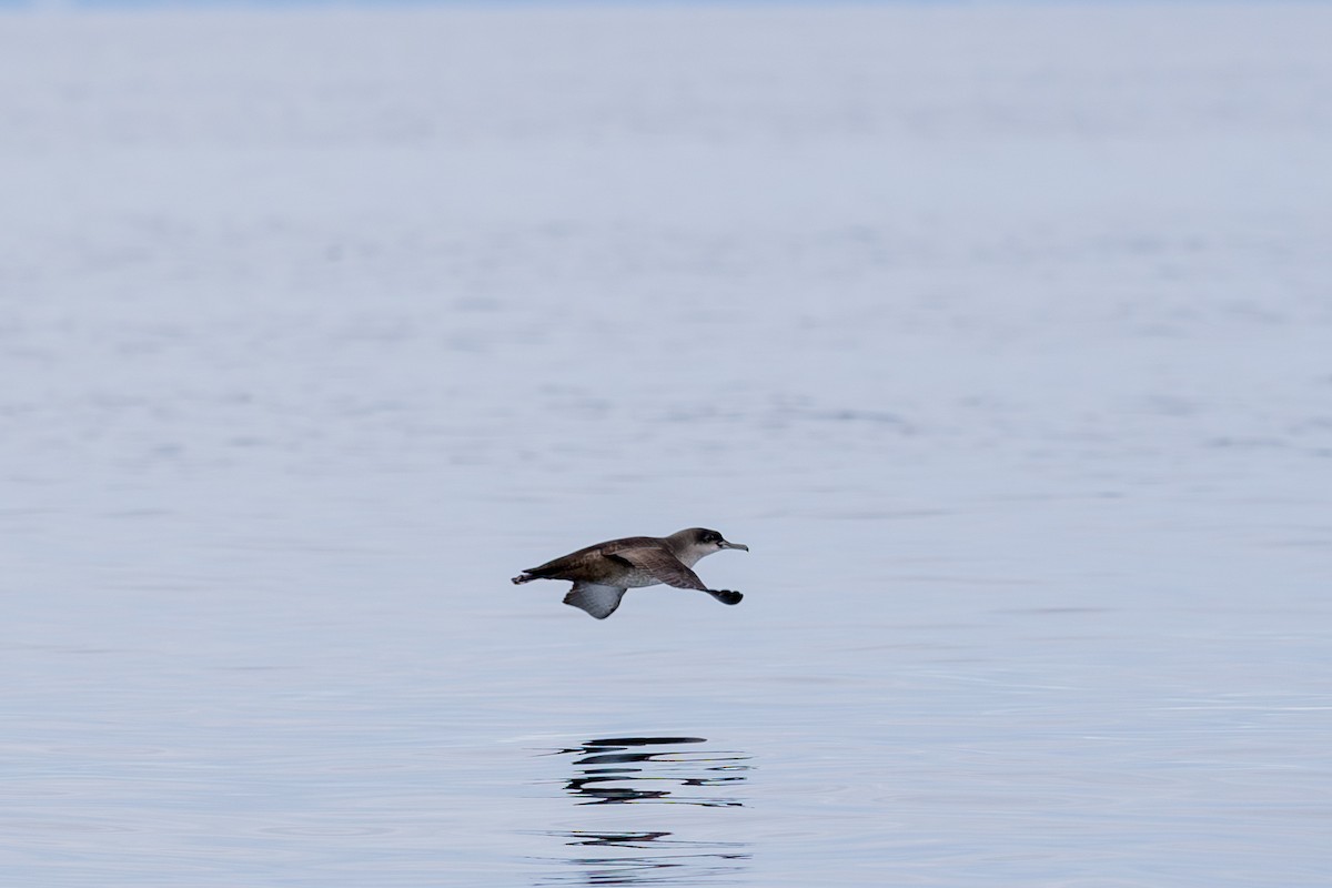 buřňák baleárský - ML646577307