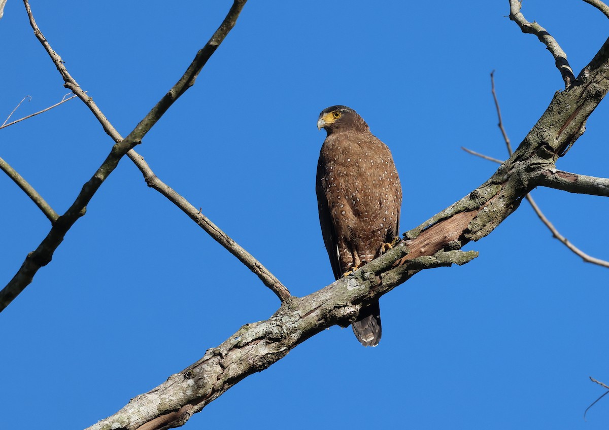 Haubenschlangenadler - ML646577308