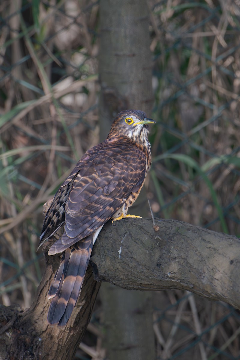 Large Hawk-Cuckoo - ML646577311