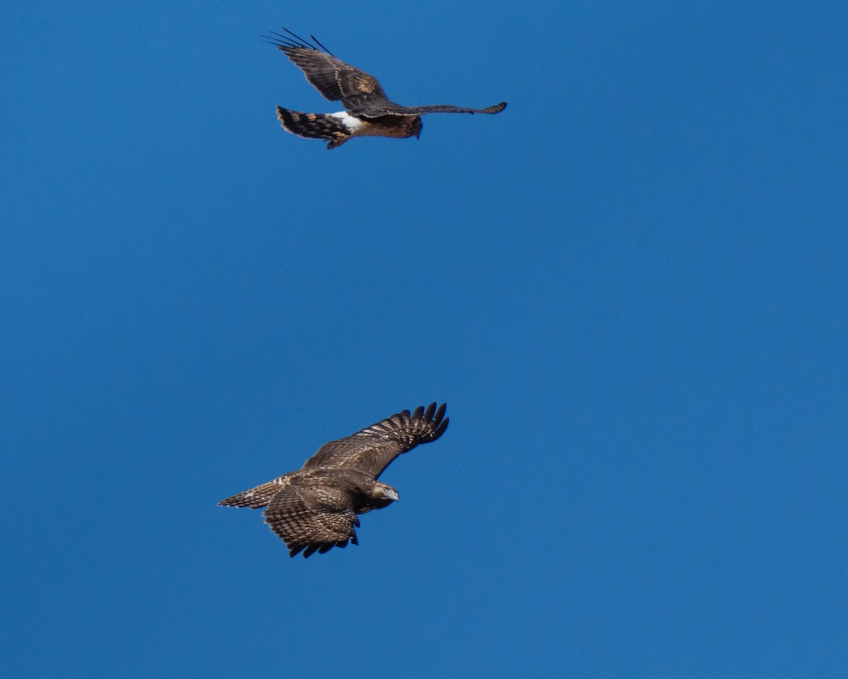 Northern Harrier - ML646577315