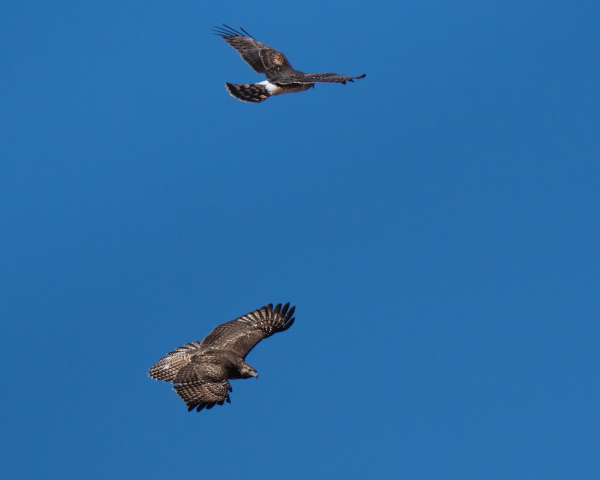 Northern Harrier - ML646577316