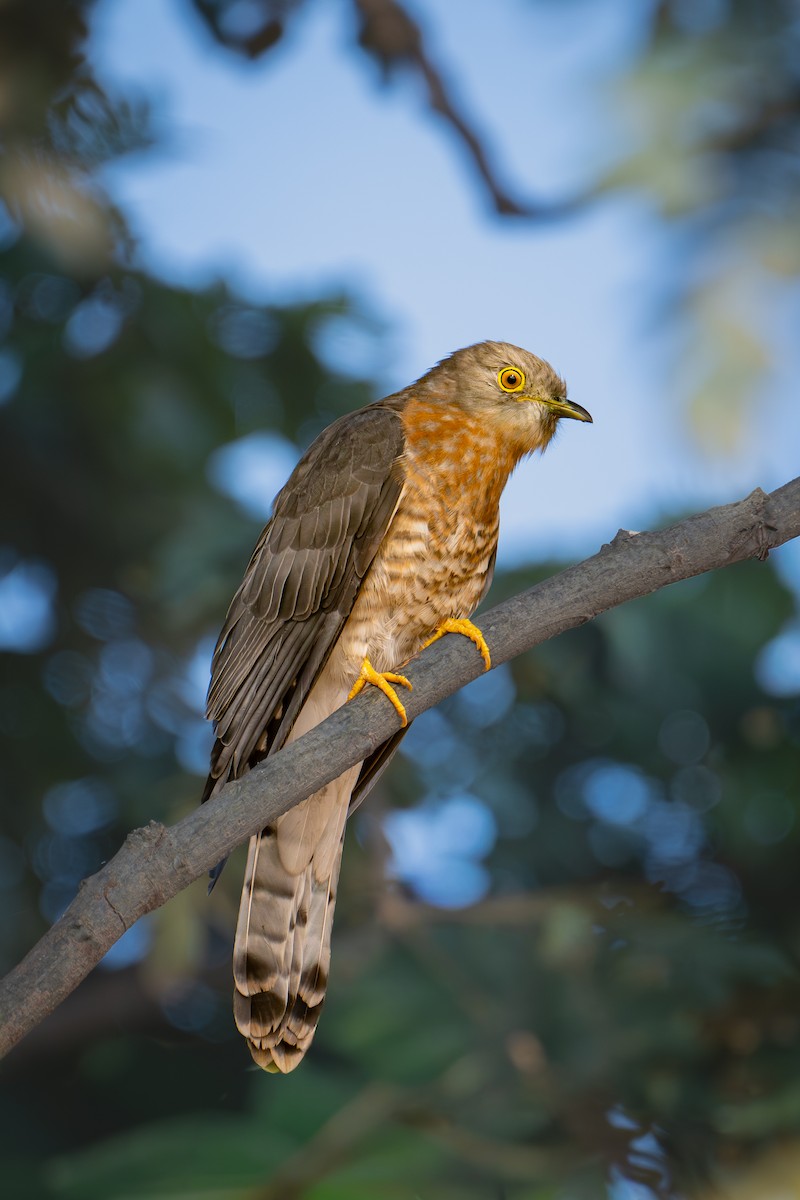 Common Hawk-Cuckoo - ML646577317