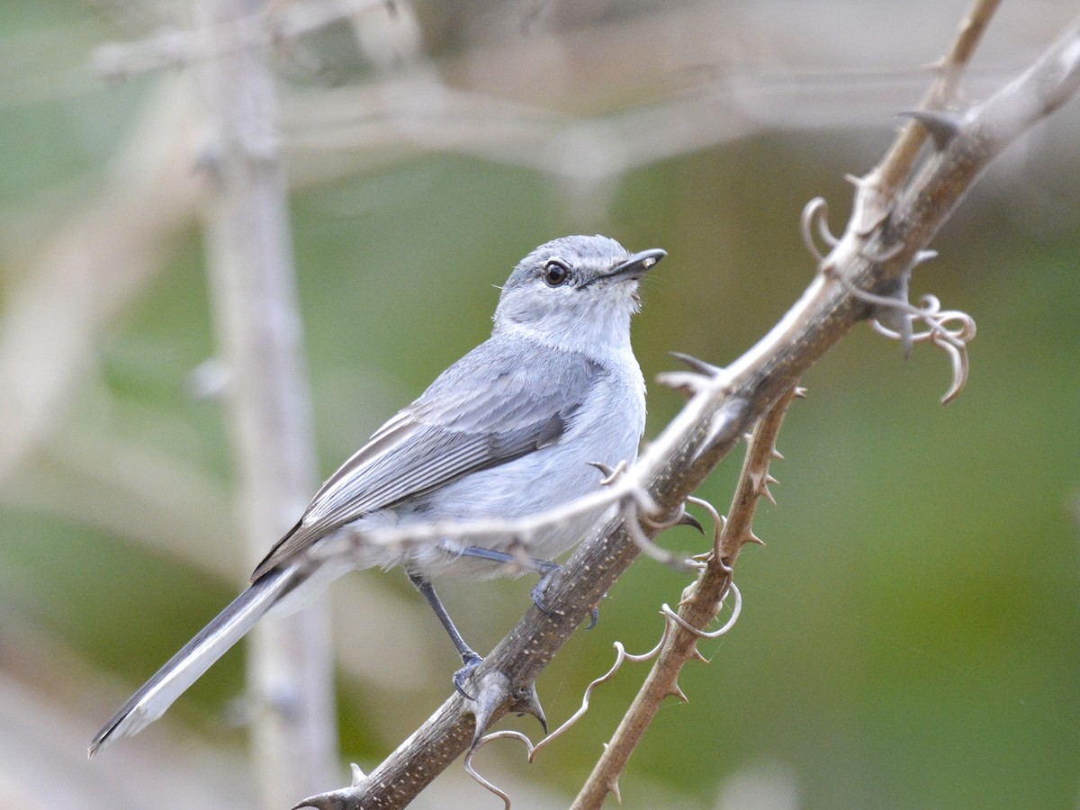 Gray Tit-Flycatcher - ML646577321