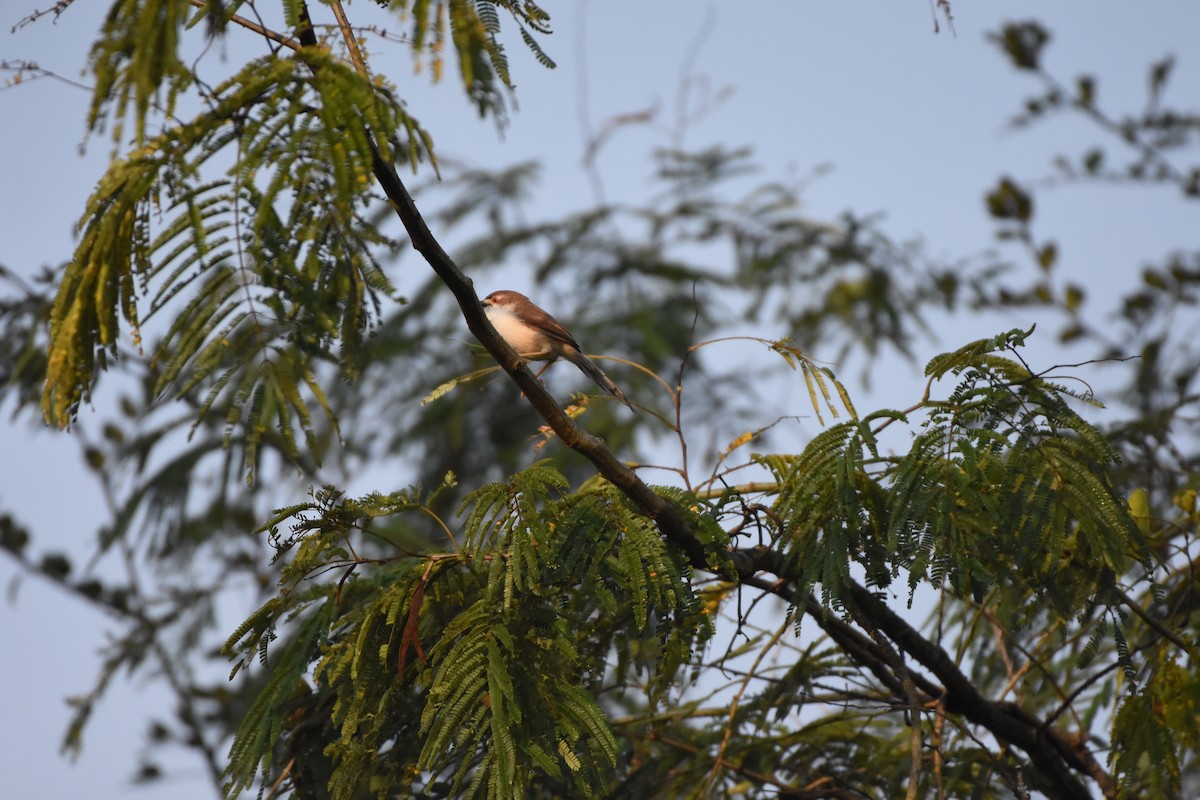 Timalí Ojigualdo - ML646577323