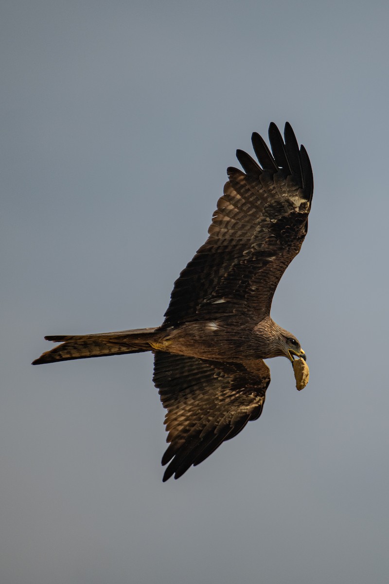 Black Kite - ML646577335