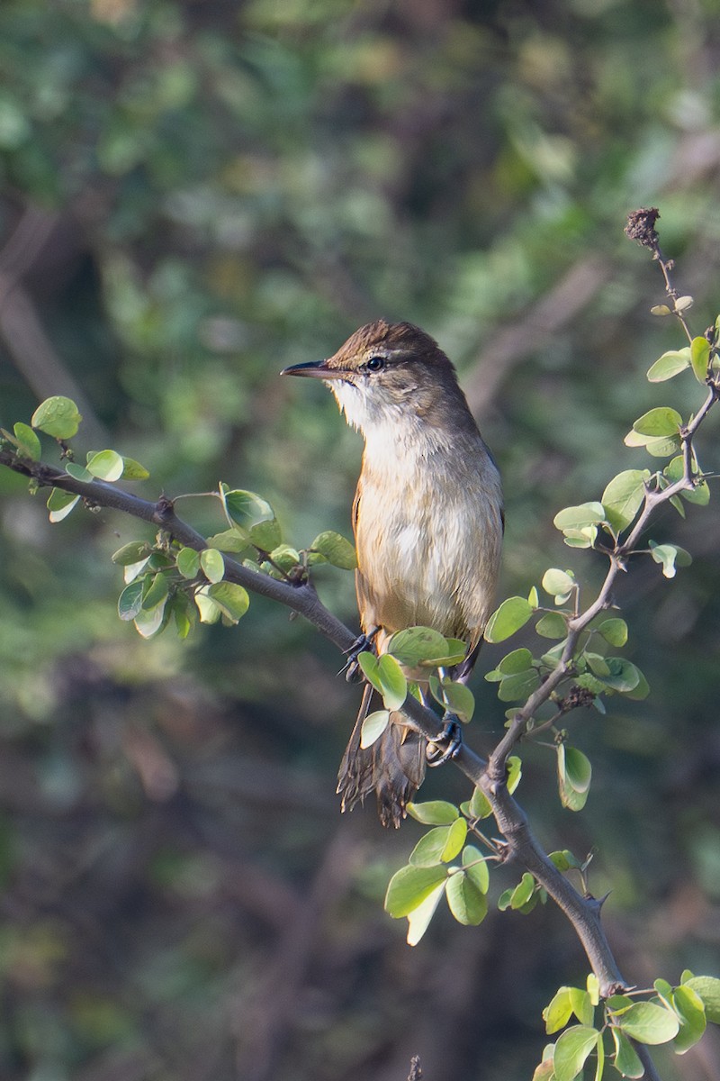 קנית אפריקנית - ML646577345