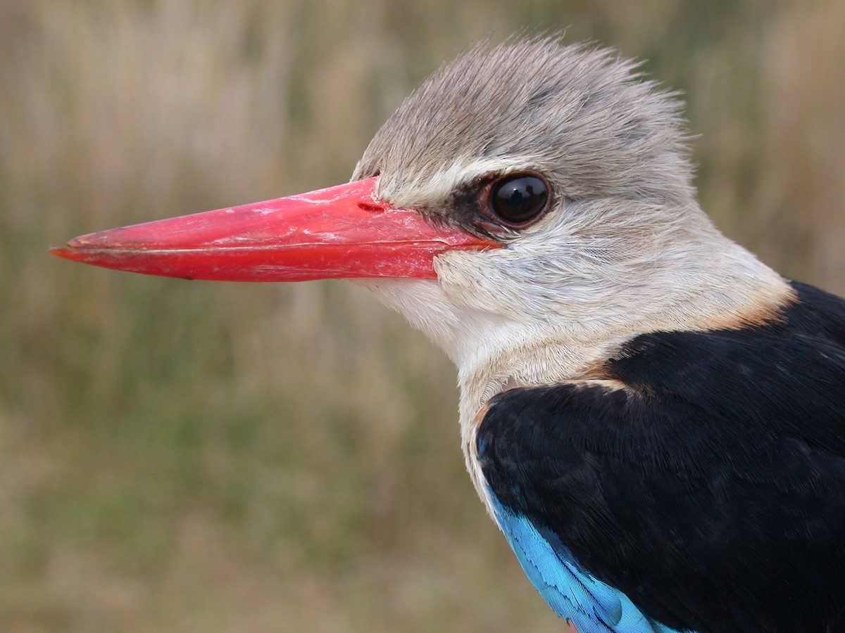 ledňáček šedohlavý - ML646577350