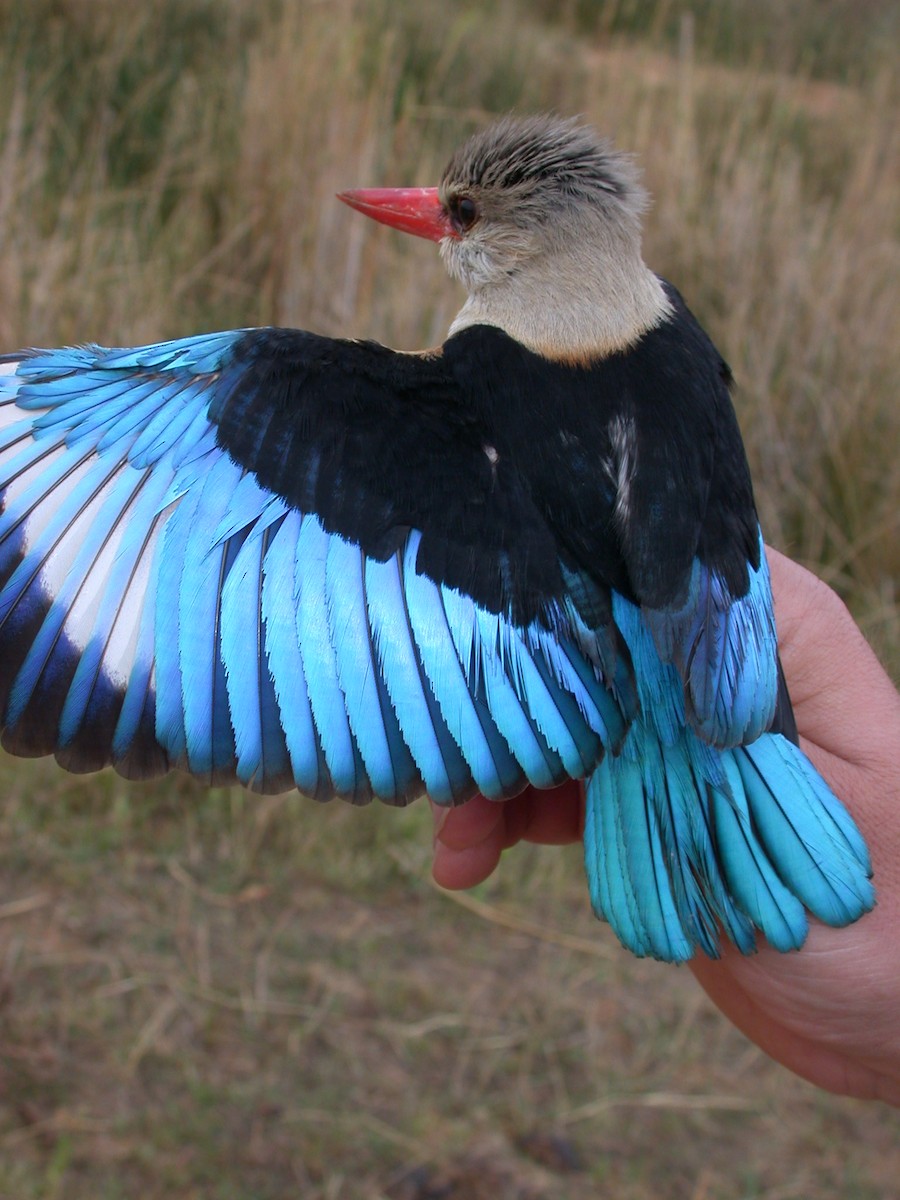 ledňáček šedohlavý - ML646577351