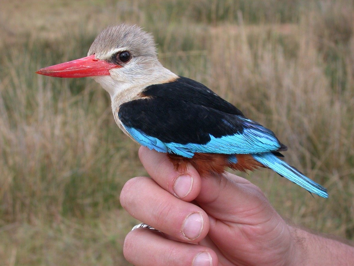 ledňáček šedohlavý - ML646577352