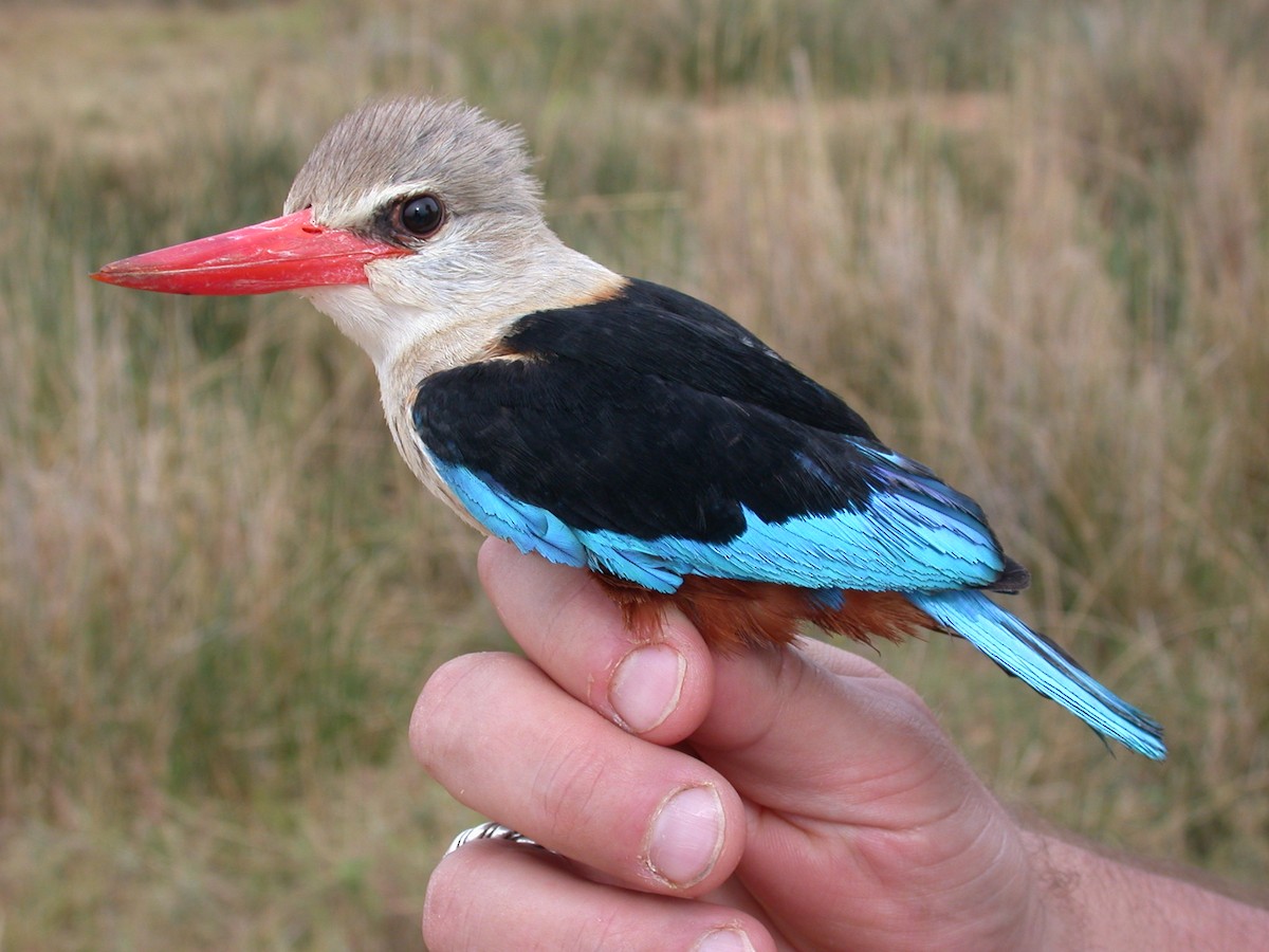 ledňáček šedohlavý - ML646577353