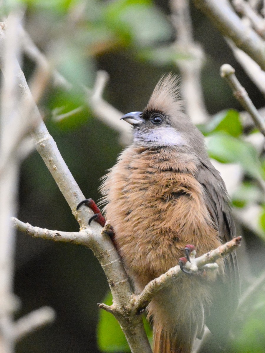 myšák hnědokřídlý - ML646577354