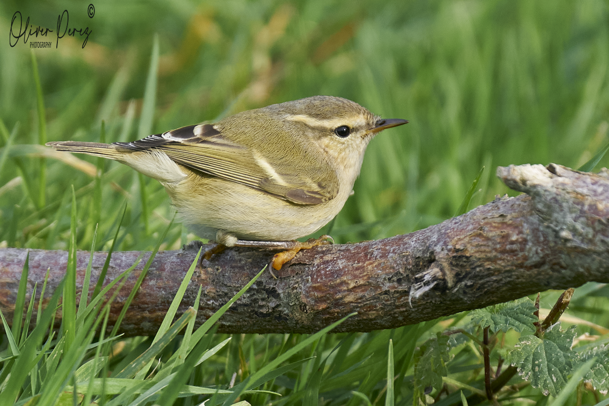 Hume's Warbler - ML646577356