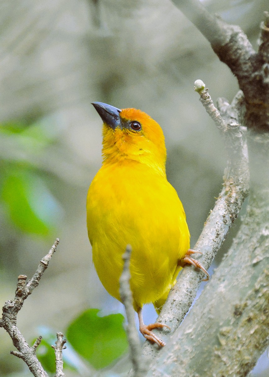 Ruvu Weaver - ML646577357