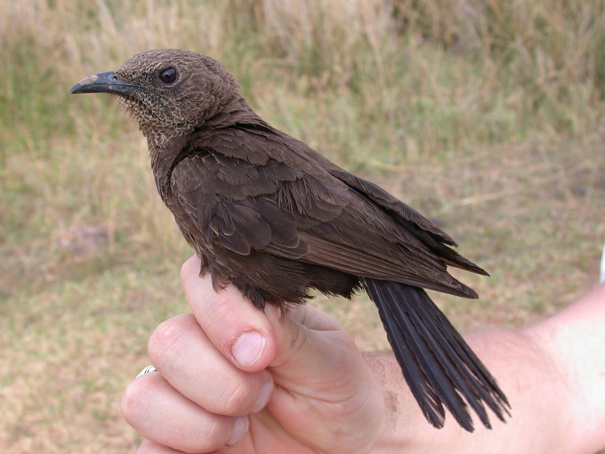 アリヒタキ - ML646577358