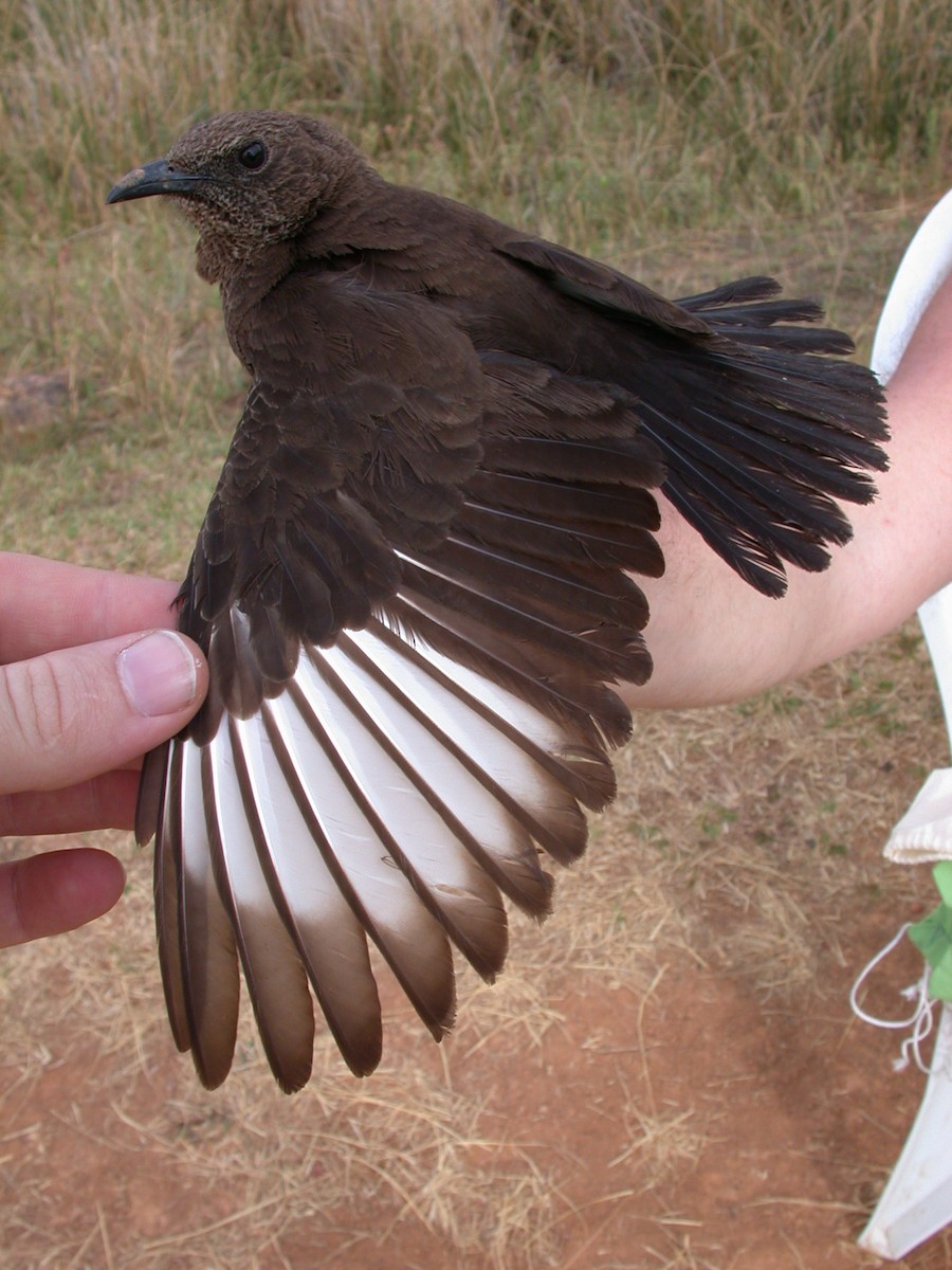 アリヒタキ - ML646577359