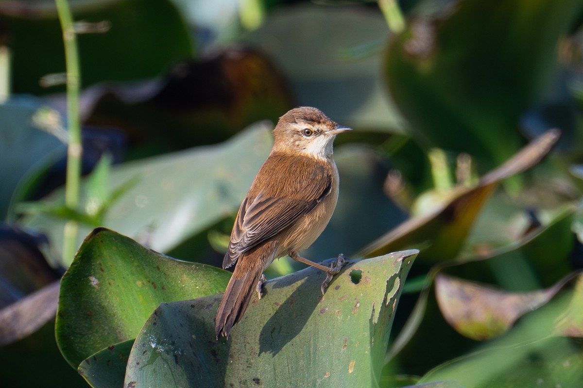 Paddyfield Warbler - ML646577362