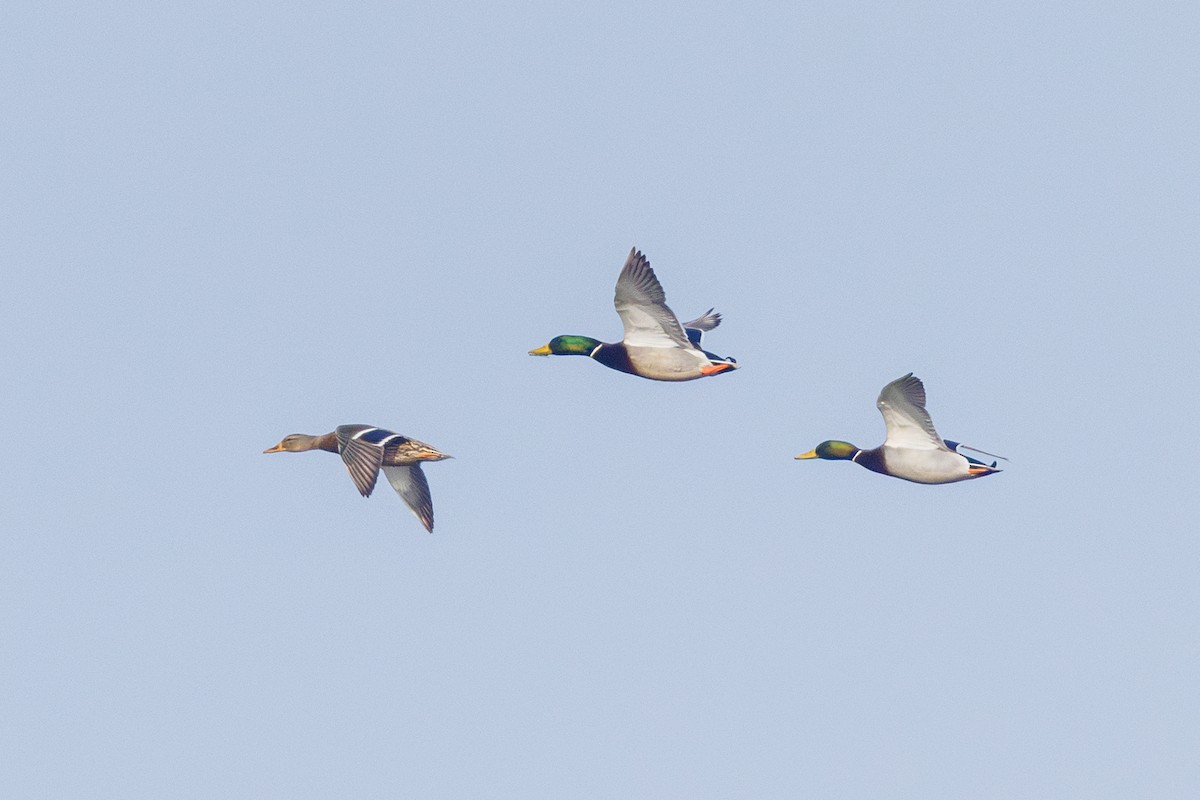 Кряква - ML646577370