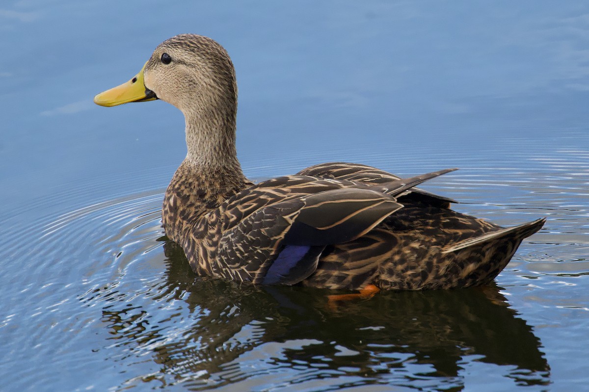 Mottled Duck - ML646577375