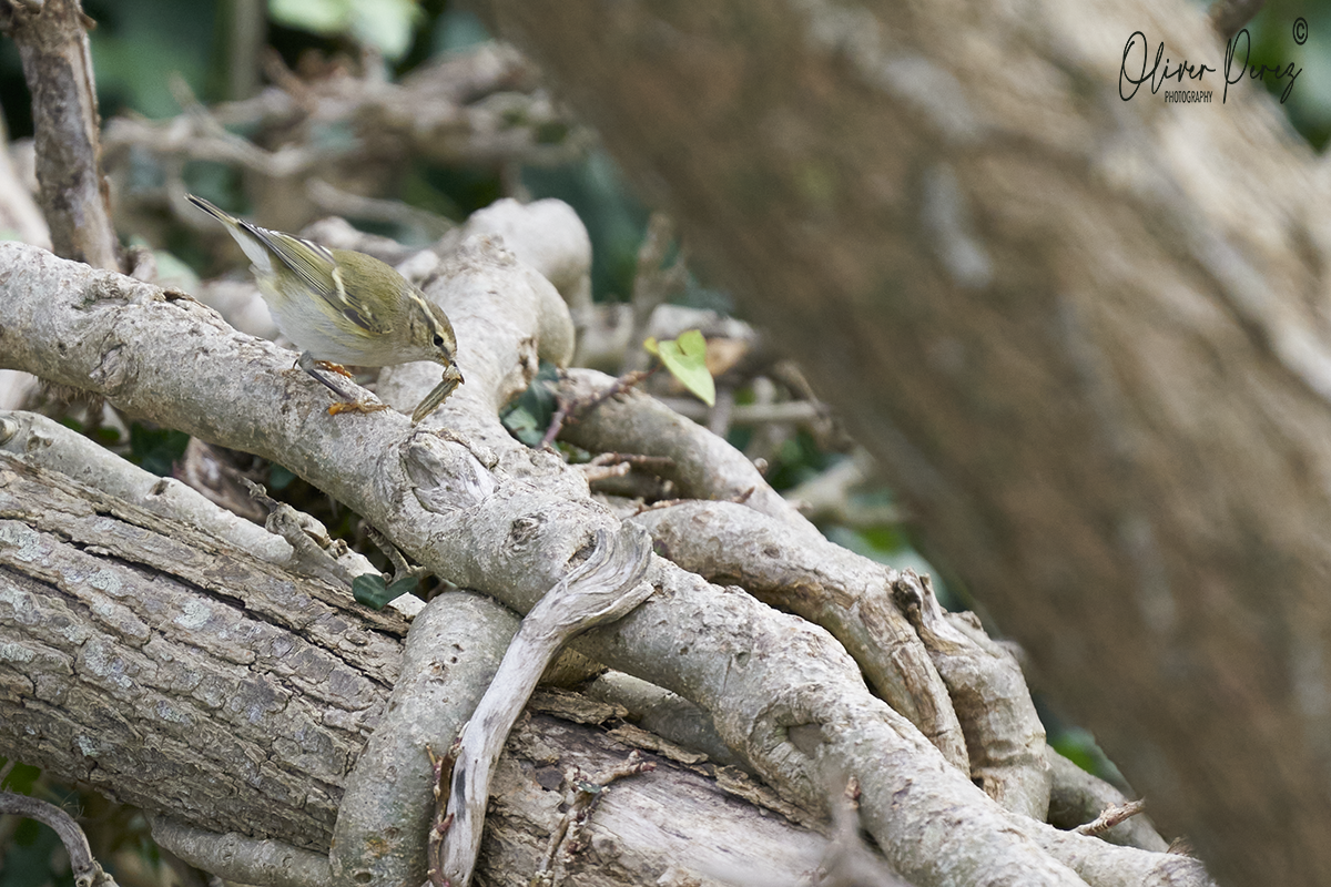 Hume's Warbler - ML646577378