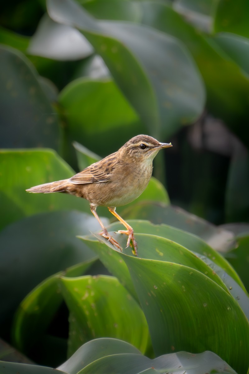 Pallas's Grasshopper Warbler - ML646577379