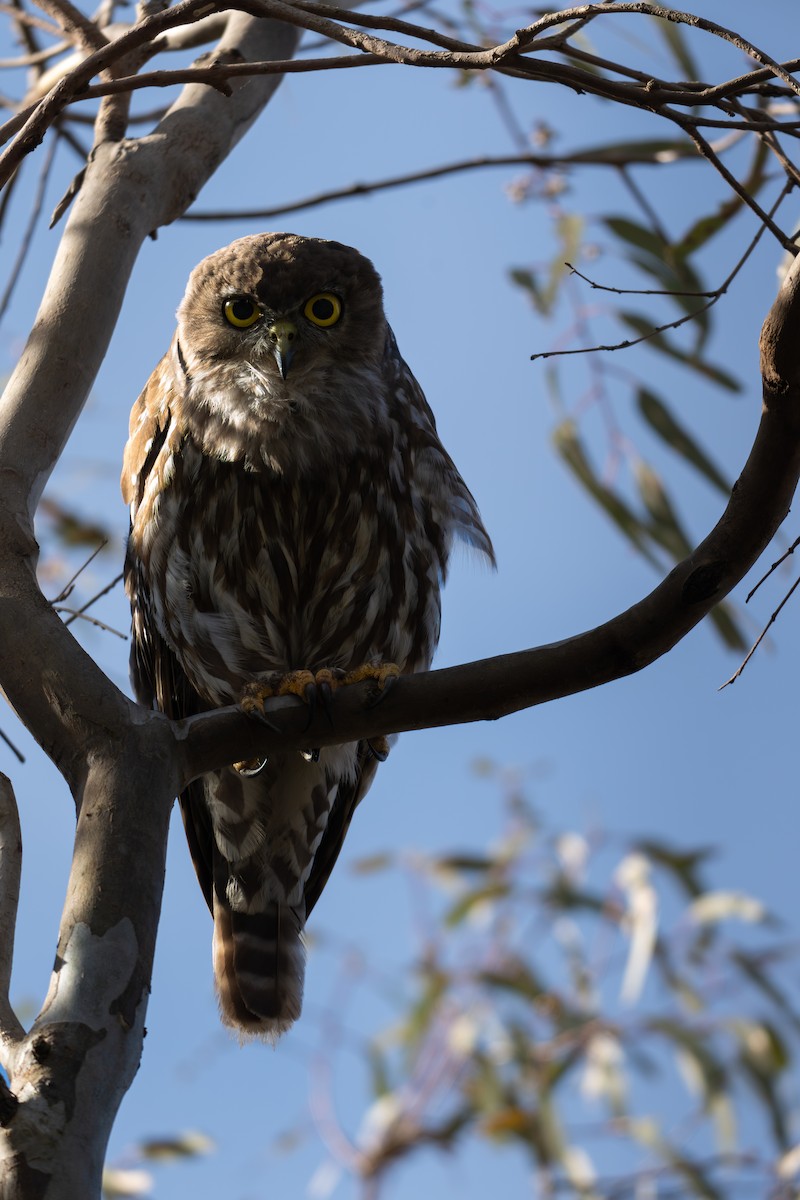 Barking Owl - ML646577381