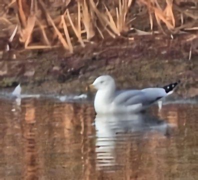 racek kroužkozobý - ML646577382