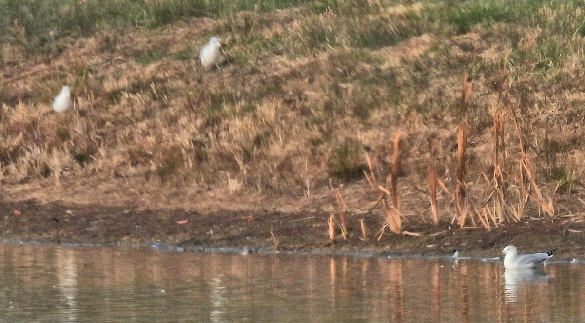 שחף עקוד-מקור - ML646577383