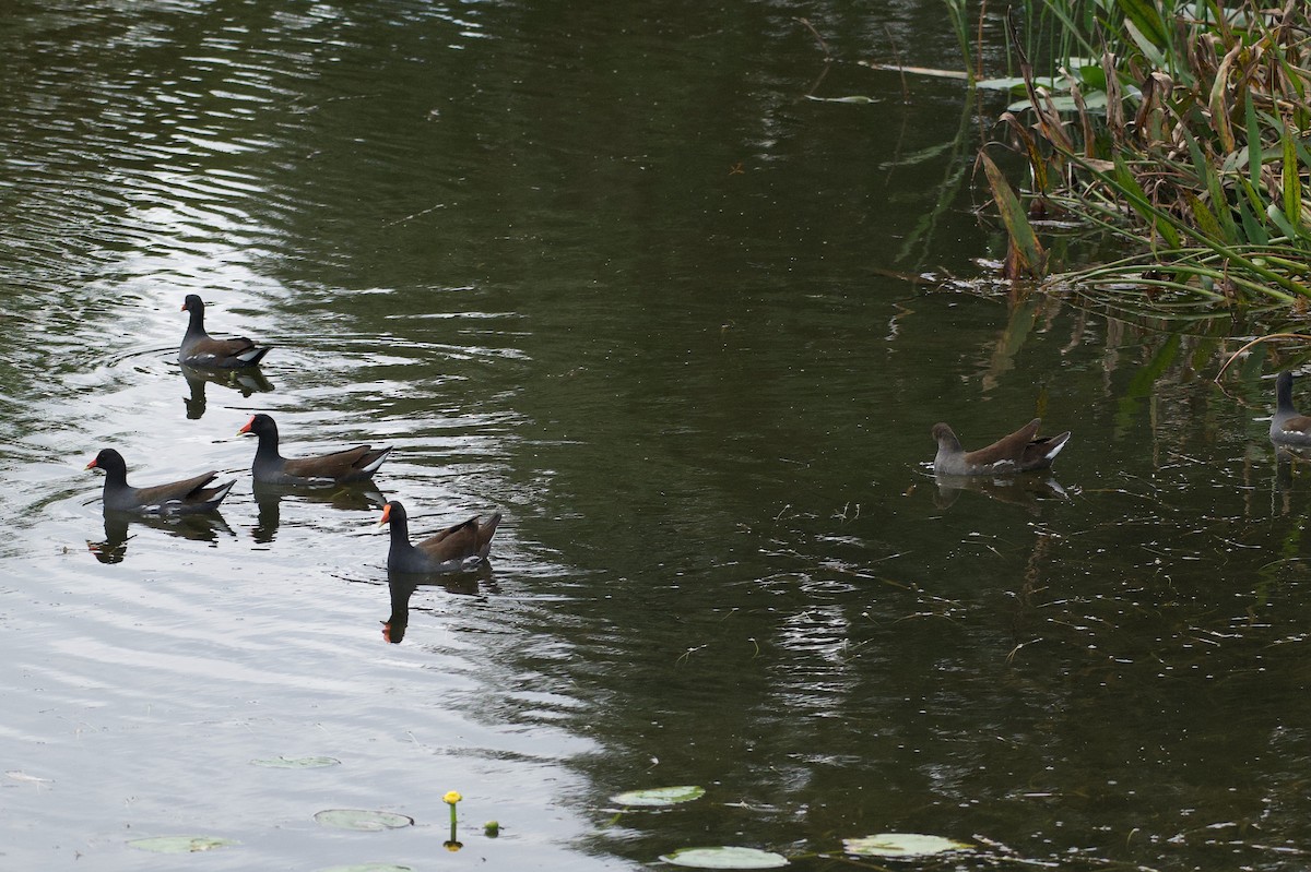 Common Gallinule - ML646577388
