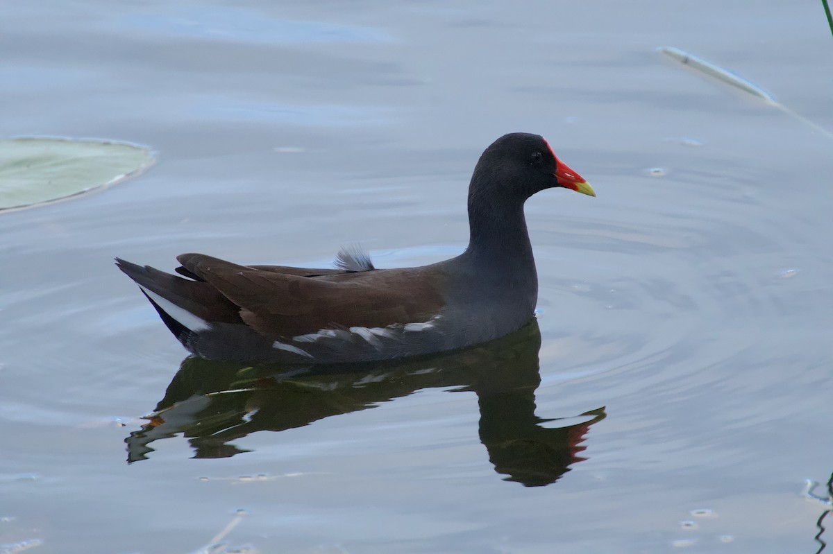 Common Gallinule - ML646577389