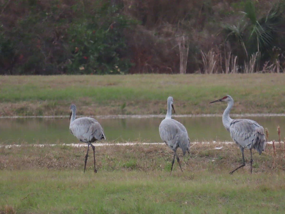 Sandhill Crane - ML646577390