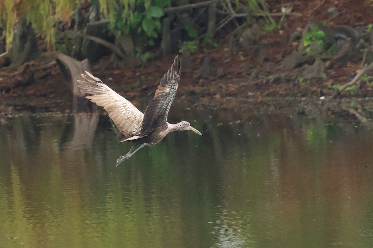 Limpkin - ML646577391