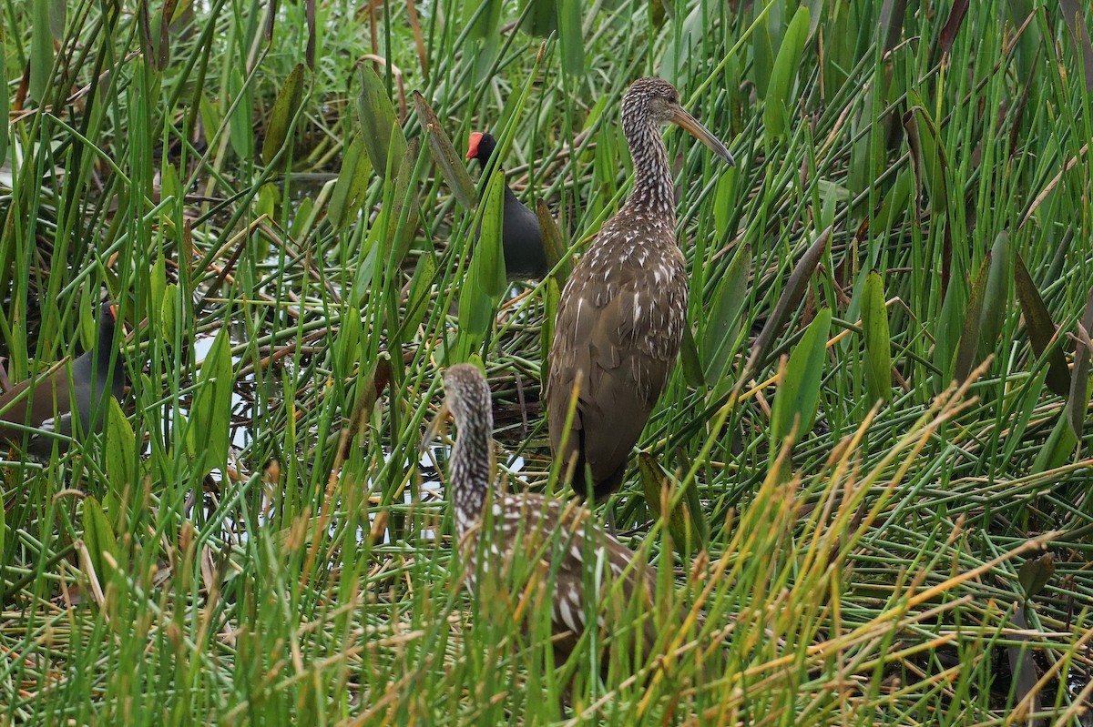 Limpkin - ML646577392