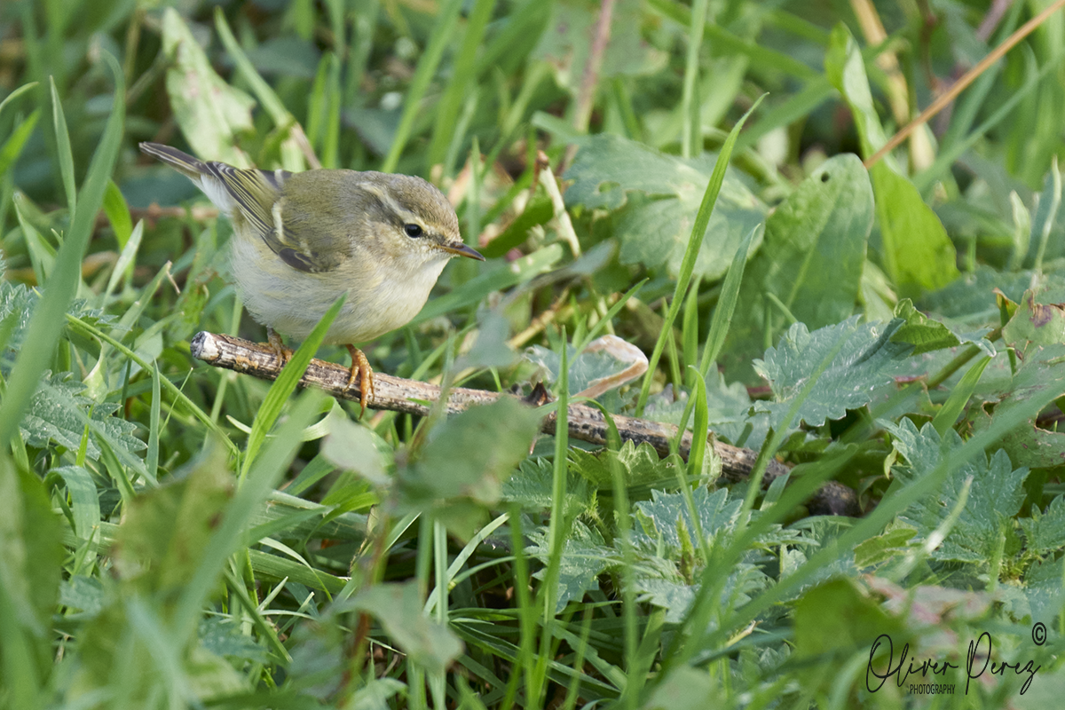 Hume's Warbler - ML646577393
