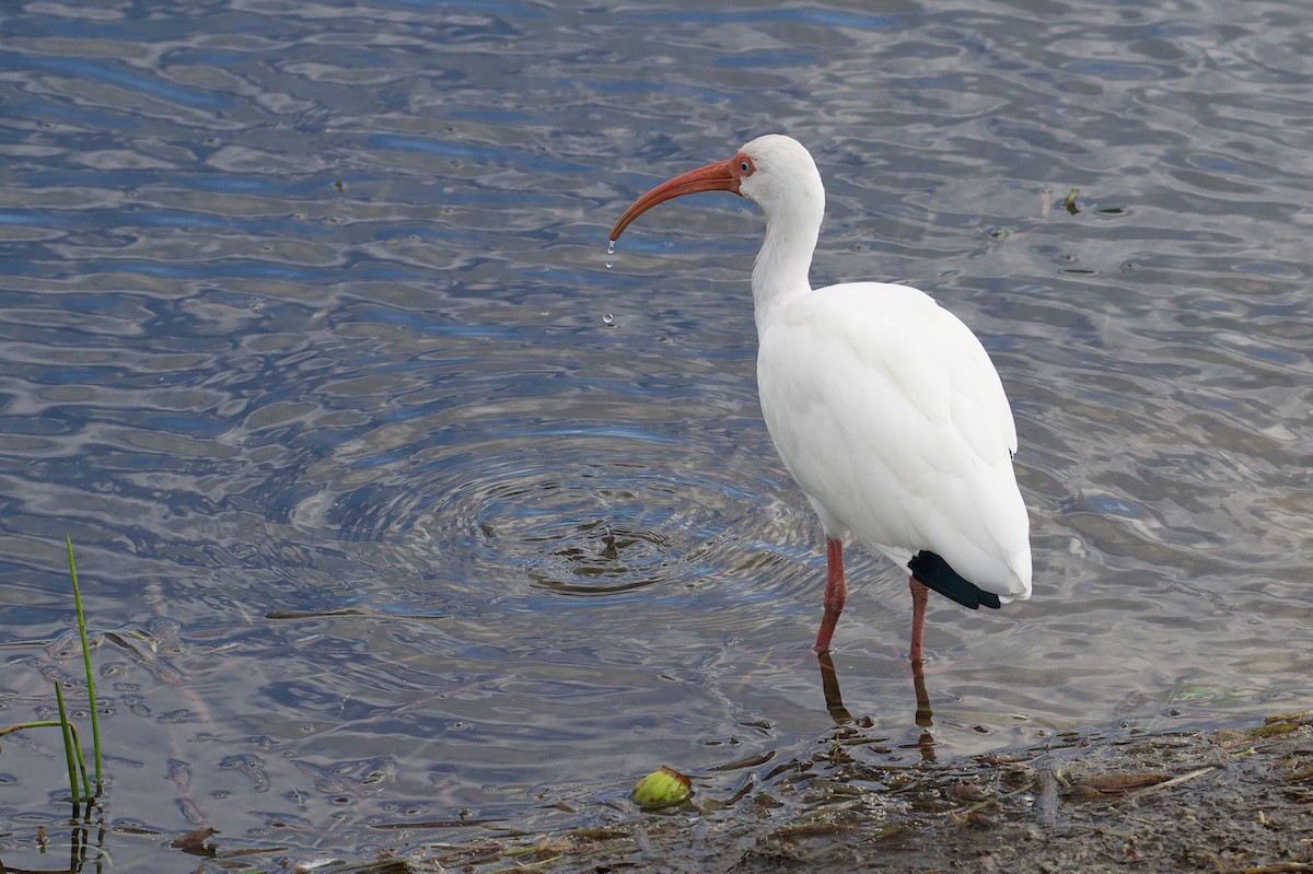 White Ibis - ML646577394