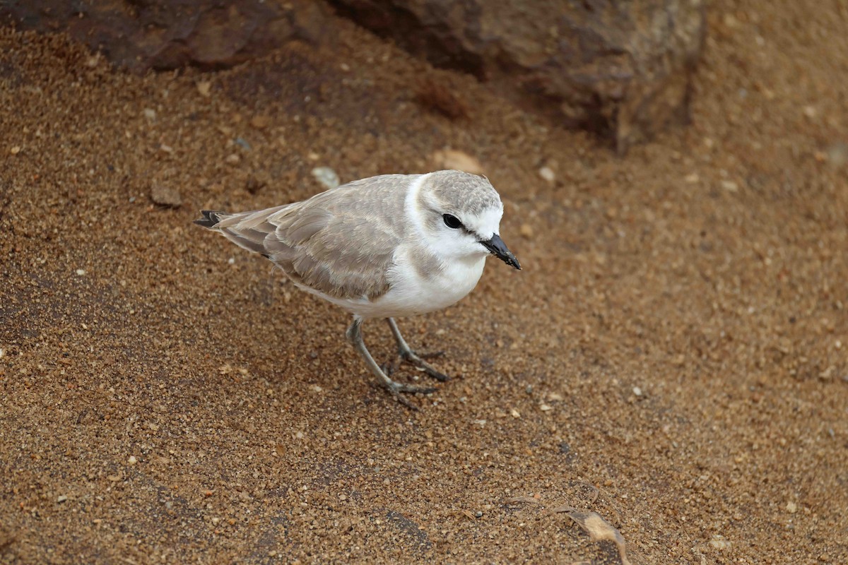 Белолобый зуёк - ML646577398