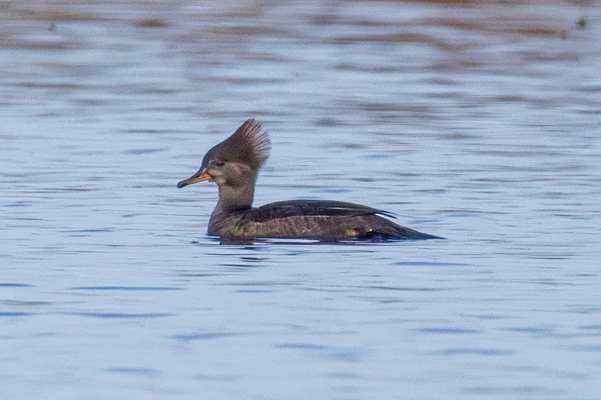 Капюшоновый крохаль - ML646577400