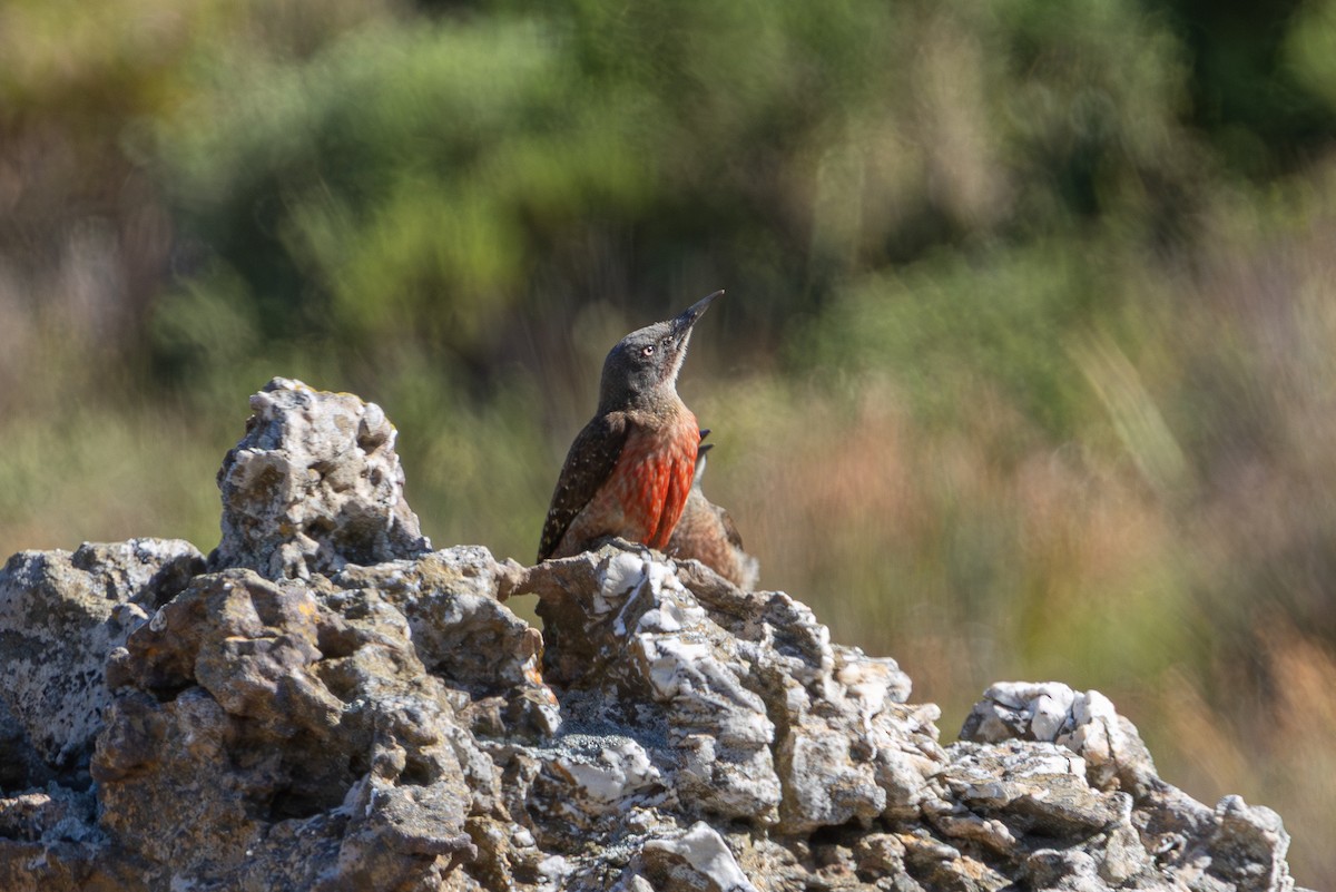 Ground Woodpecker - ML646577401