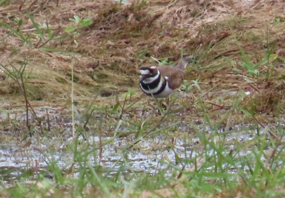 Killdeer - ML646577406